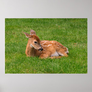 Kutest Baby Animals Kleine Fawn Poster