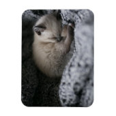 Kutest Baby Animals | Kleine glazen slaapstand Magneet (Verticaal)