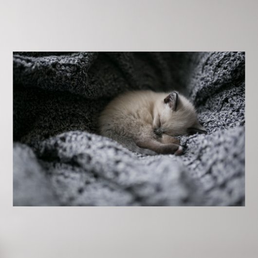 Kutest Baby Animals | Kleine glazen slaapstand Poster (Voorkant)
