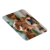 Kutest Baby Animals | Kleine Koe Calf Magneet (Rechterzijde)