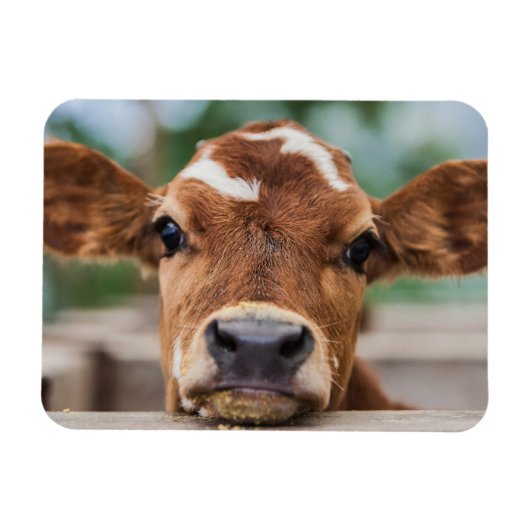 Kutest Baby Animals | Kleine Koe Calf Magneet (Horizontaal)