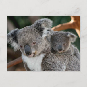 Kutest Baby Animals   Koala en Joey Briefkaart