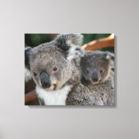 Kutest Baby Animals | Koala en Joey