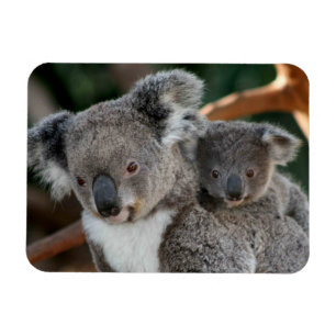 Kutest Baby Animals   Koala en Joey Magneet