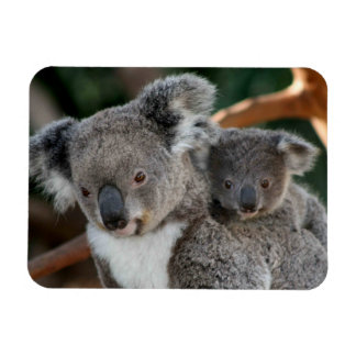 Kutest Baby Animals | Koala en Joey Magneet