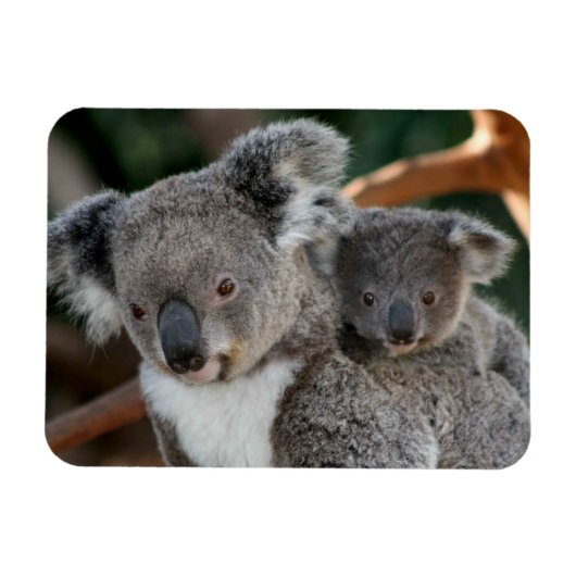 Kutest Baby Animals | Koala en Joey Magneet (Horizontaal)