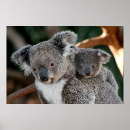 Kutest Baby Animals | Koala en Joey Poster (Voorkant)
