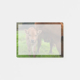 Kutest Baby Animals Koe en kalf Post-it® Notes