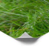 Kutest Baby Animals | Koe en kalf Poster (Hoek)