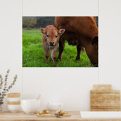 Kutest Baby Animals | Koe en kalf Poster (Keuken)