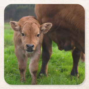 Kutest Baby Animals   Koe en kalf Vierkante Kartonnen Onderzetter