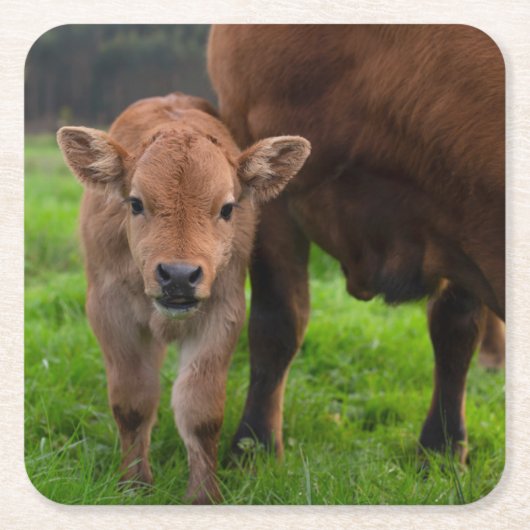 Kutest Baby Animals | Koe en kalf Vierkante Kartonnen Onderzetter (Voorkant)
