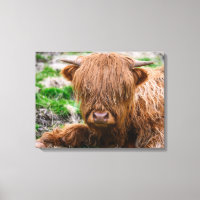 Kutest Baby Animals | Koe van het Hoogland