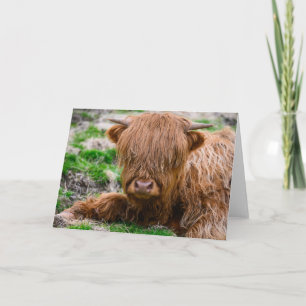 Kutest Baby Animals Koe van het Hoogland Kaart