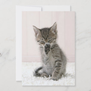 Kutest Baby Animals Licking Tabby Kitten Bedankkaart