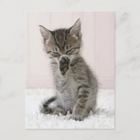 Kutest Baby Animals | Licking Tabby Kitten Briefkaart (Voorkant)