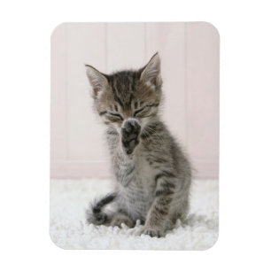Kutest Baby Animals   Licking Tabby Kitten Magneet