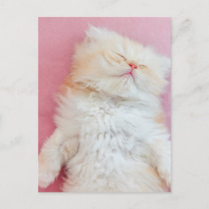 Kutest Baby Animals Lieve Kitten Slaap Briefkaart