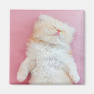 Kutest Baby Animals   Lieve Kitten Slaap Magneet