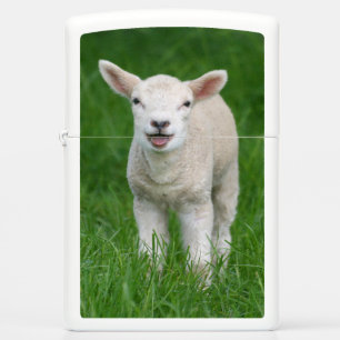 Kutest Baby Animals Lil Lamb