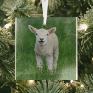 Kutest Baby Animals   Lil Lamb Glas Ornament