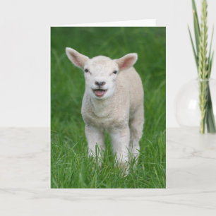 Kutest Baby Animals   Lil Lamb Kaart