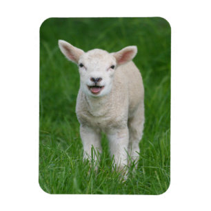 Kutest Baby Animals Lil Lamb Magneet