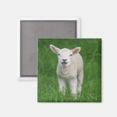 Kutest Baby Animals | Lil Lamb Magneet (Voorkant / Achterkant)