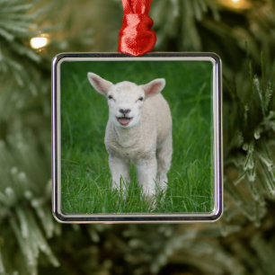 Kutest Baby Animals Lil Lamb Metalen Ornament