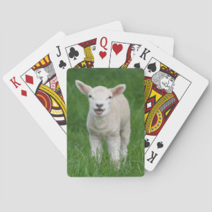 Kutest Baby Animals   Lil Lamb Pokerkaarten