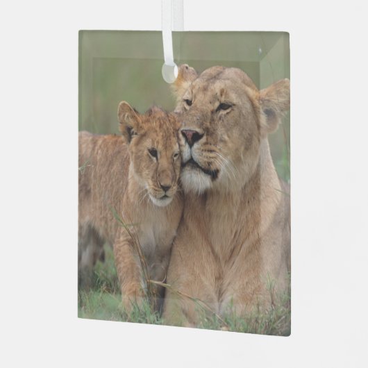 Kutest Baby Animals | Lion Cub en moeder Glas Ornament (Voorkant links)