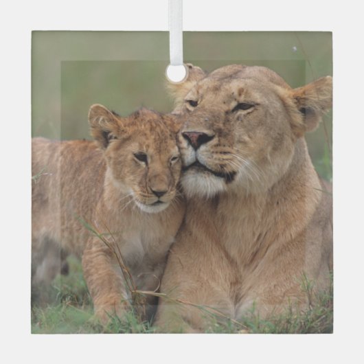 Kutest Baby Animals | Lion Cub en moeder Glas Ornament (Voorkant)