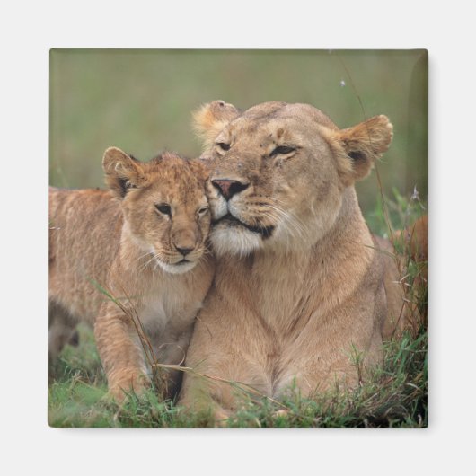 Kutest Baby Animals | Lion Cub en moeder Magneet (Voorkant)