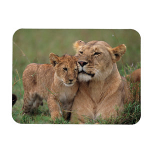 Kutest Baby Animals   Lion Cub en moeder Magneet