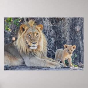Kutest Baby Animals   Lion Dad & Cub Poster