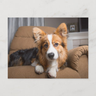Kutest Baby Animals   Long Hair Corgi Puppy Briefkaart