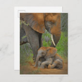 Kutest Baby Animals | Mama Elephant & Baby Briefkaart (Voorkant / Achterkant)