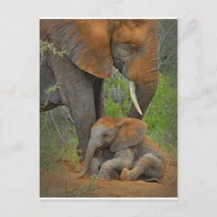 Kutest Baby Animals   Mama Elephant & Baby Briefkaart