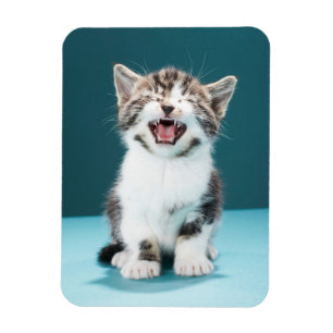 Kutest Baby Animals   Medue Baby Kitten Magneet