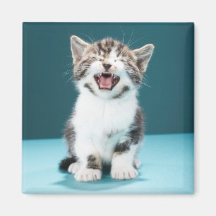 Kutest Baby Animals Medue Baby Kitten Magneet
