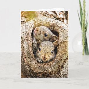 Kutest Baby Animals   Merkwaardige Baby eekhoorns Kaart