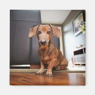 Kutest Baby Animals Mini Dachshund Puppy Magneet