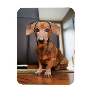 Kutest Baby Animals Mini Dachshund Puppy Magneet