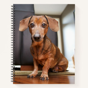 Kutest Baby Animals   Mini Dachshund Puppy Notitieboek