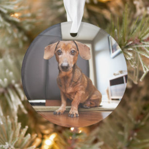 Kutest Baby Animals   Mini Dachshund Puppy Ornament