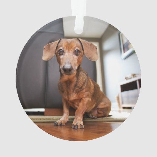 Kutest Baby Animals | Mini Dachshund Puppy Ornament (achterkant)