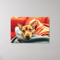 Kutest Baby Animals | Miniatuur Pinscher