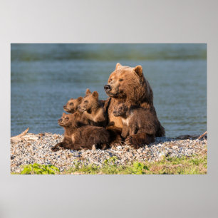 Kutest Baby Animals   Moeder Beer en kubussen Poster