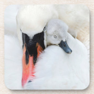 Kutest Baby Animals   Moeder en Baby Stomme Swan Bier Onderzetter
