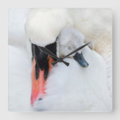Kutest Baby Animals | Moeder en Baby Stomme Swan Vierkante Klok (Voorkant)